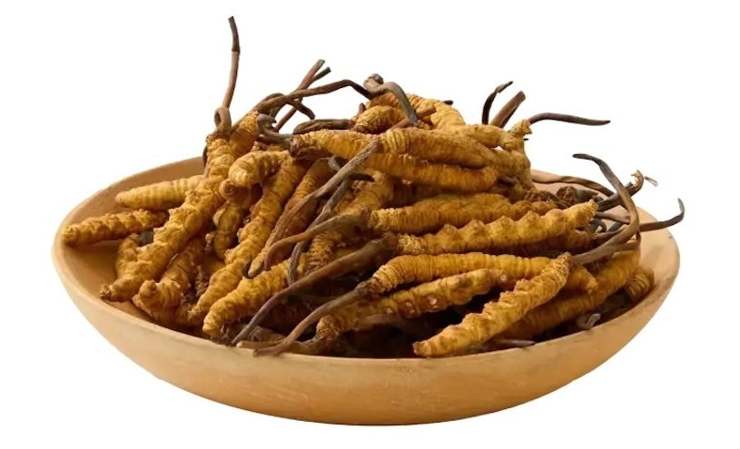 What is Cordyceps?