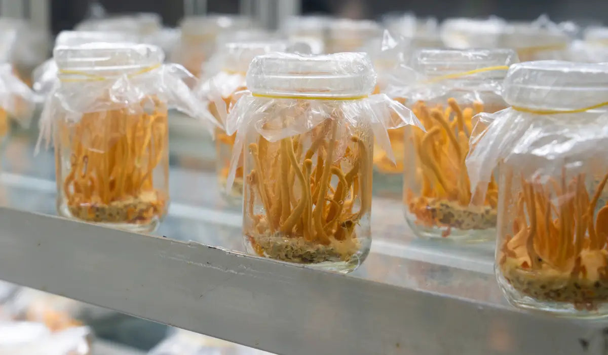 Timo's Cultivation of Cordyceps Militaris